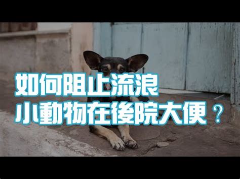 如何防止狗在門口大便